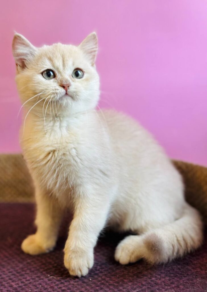 Simba – Male