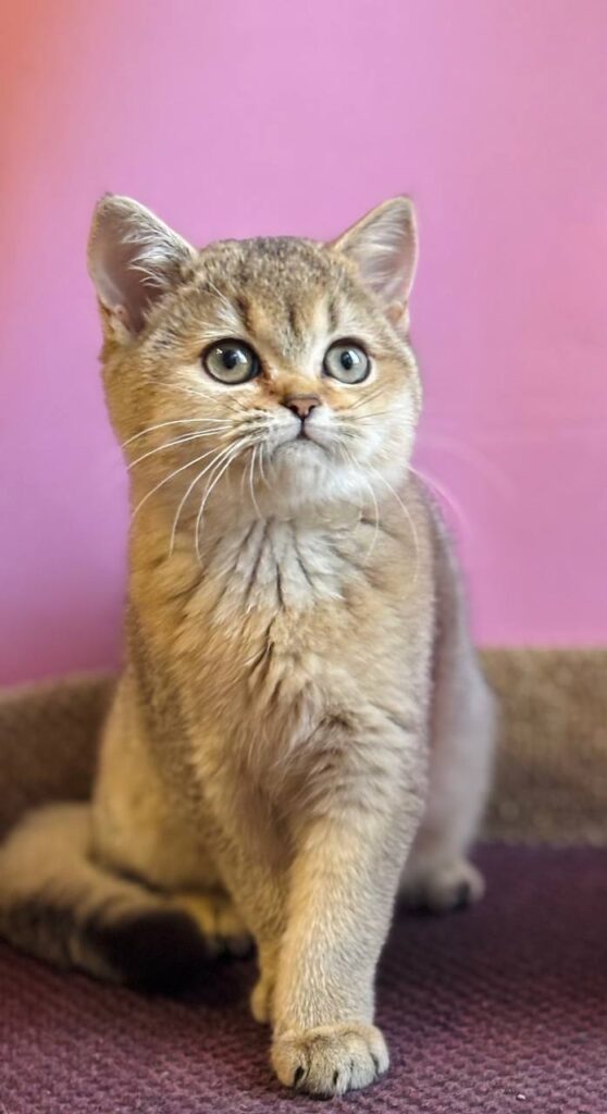 Sisi – Female