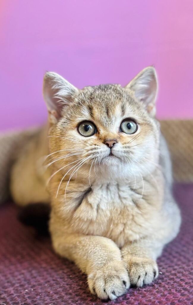 Sisi – Female