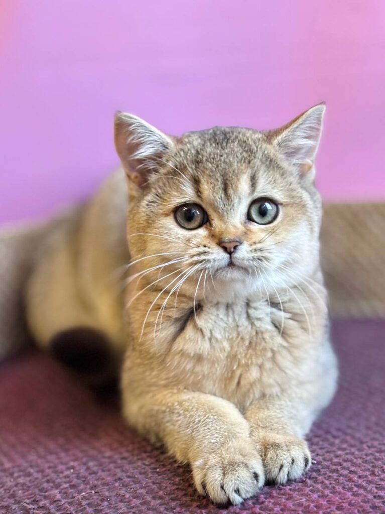 Sisi – Female