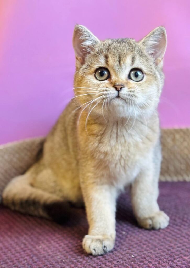 Sisi – Female