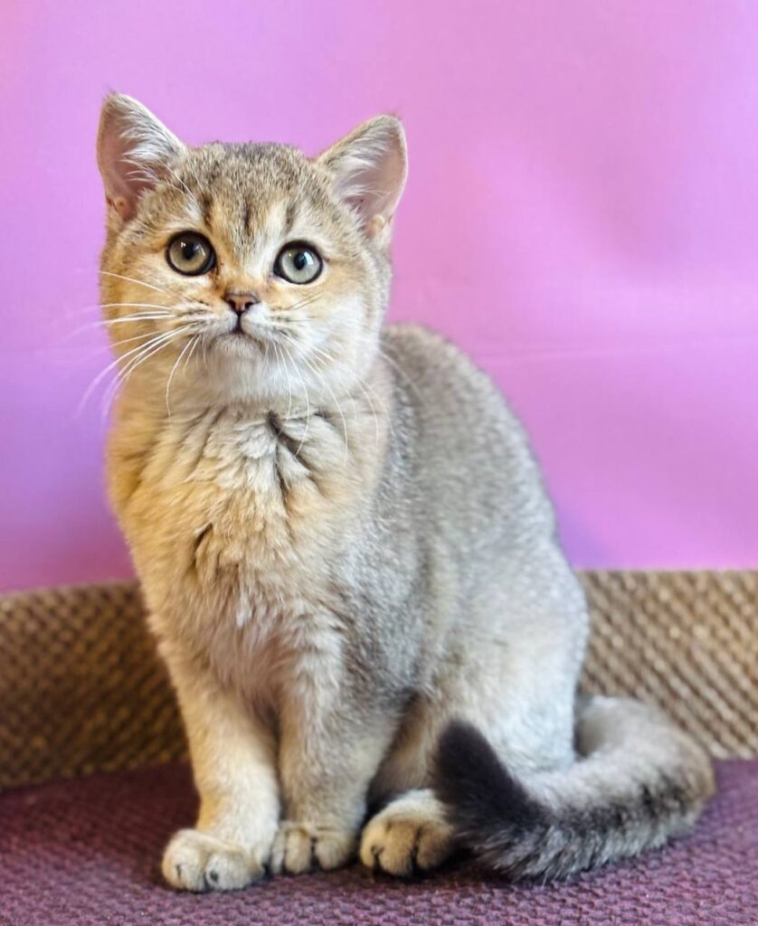 Sisi – Female