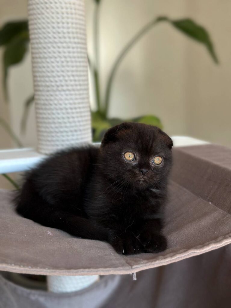 Noan – Male