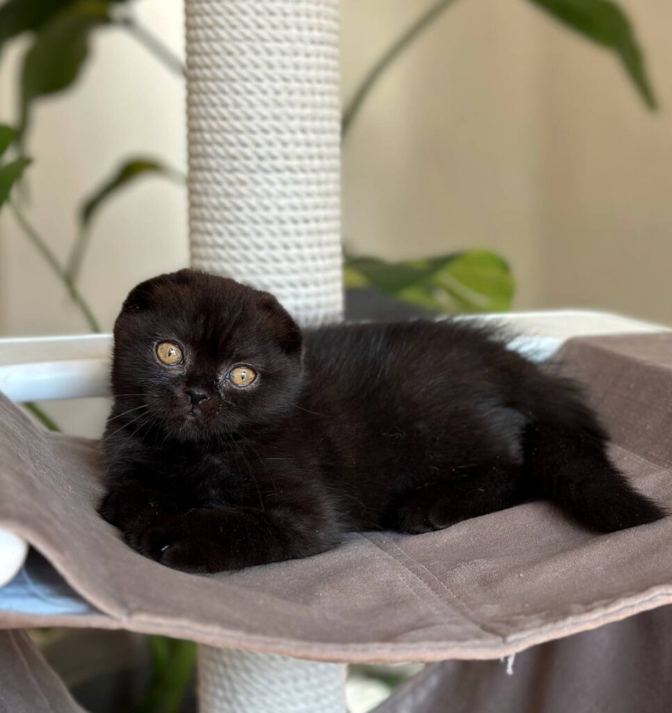 Noan – Male