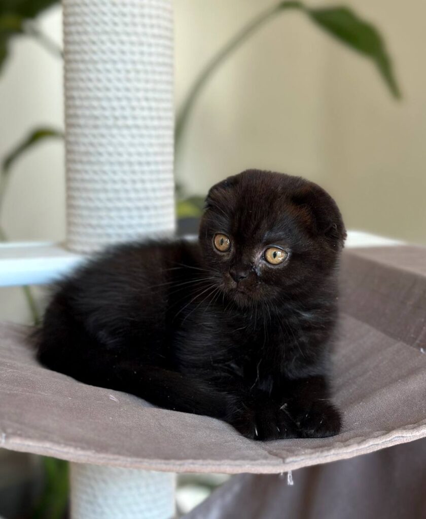 Noan – Male