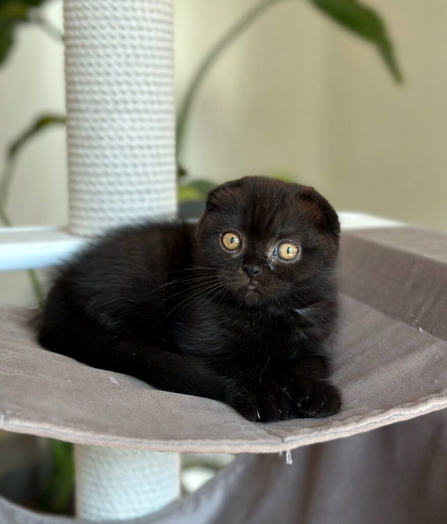 Noan – Male
