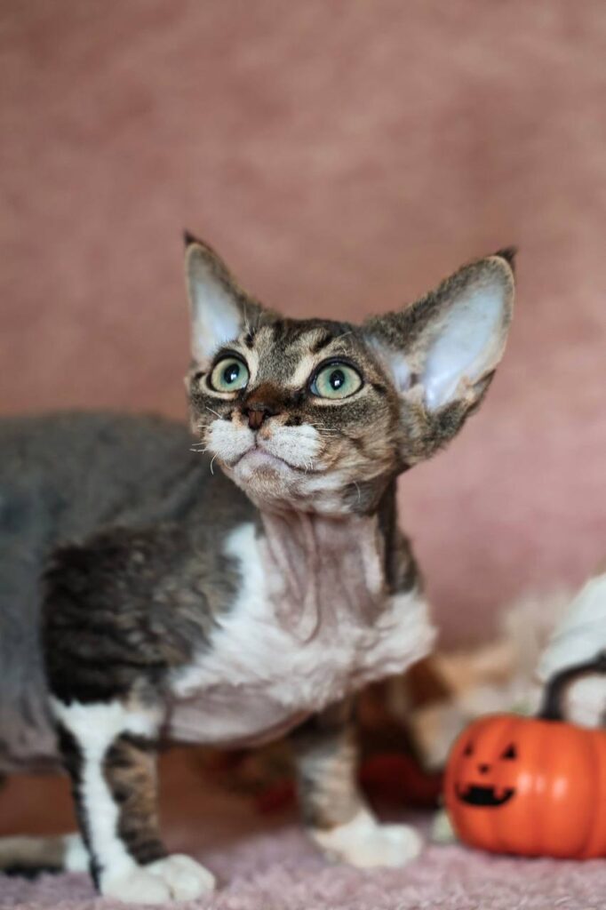 Xenon – Male