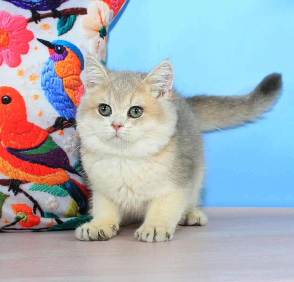 Tosha – Male