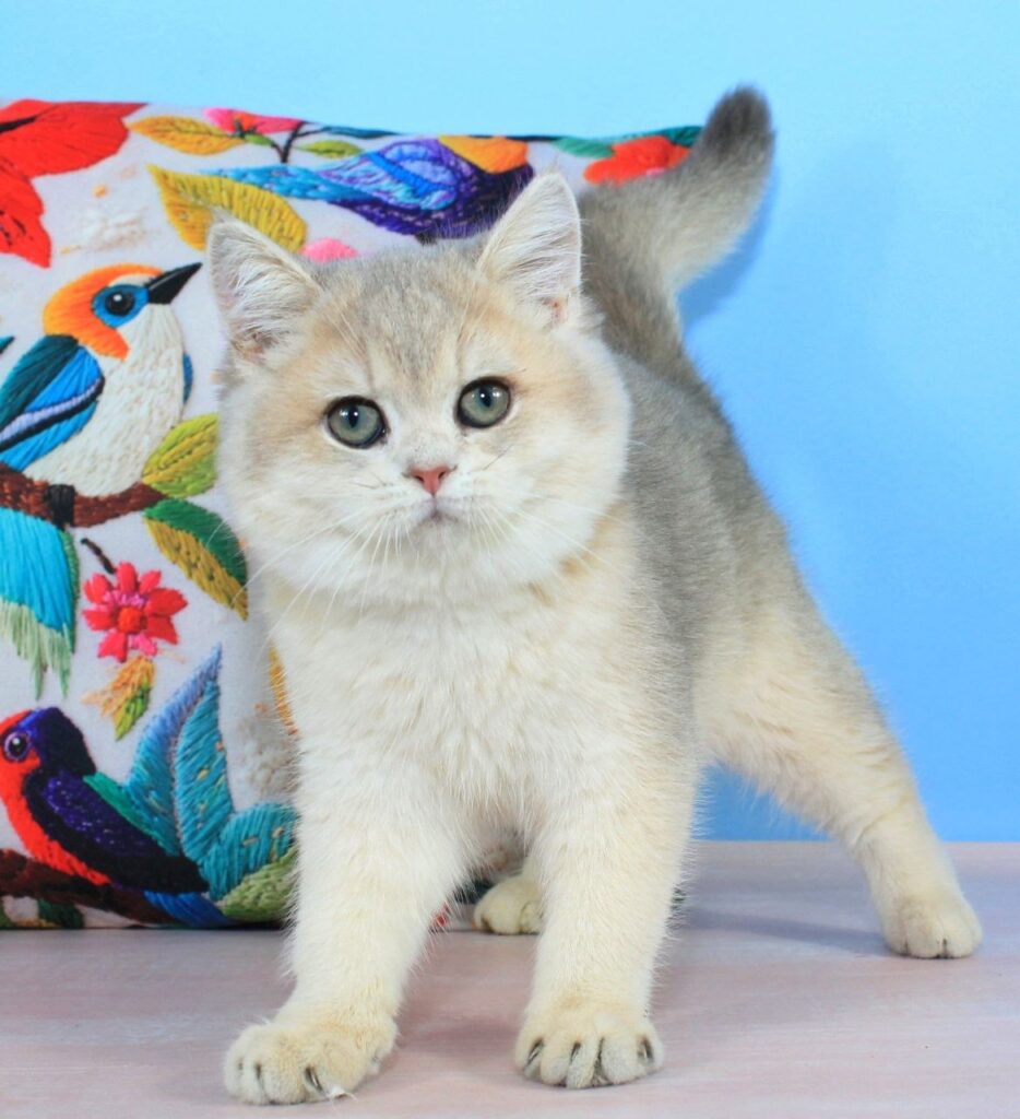 Tosha – Male