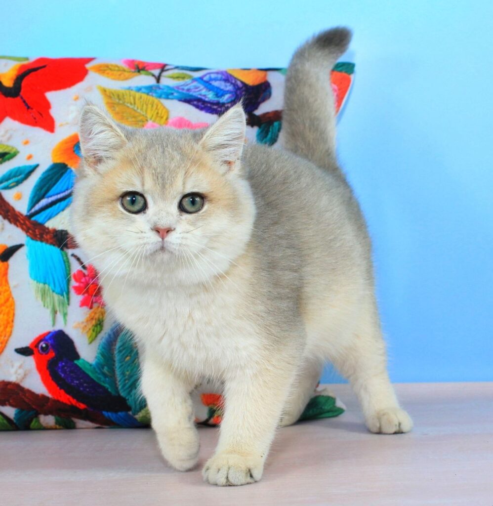 Tosha – Male