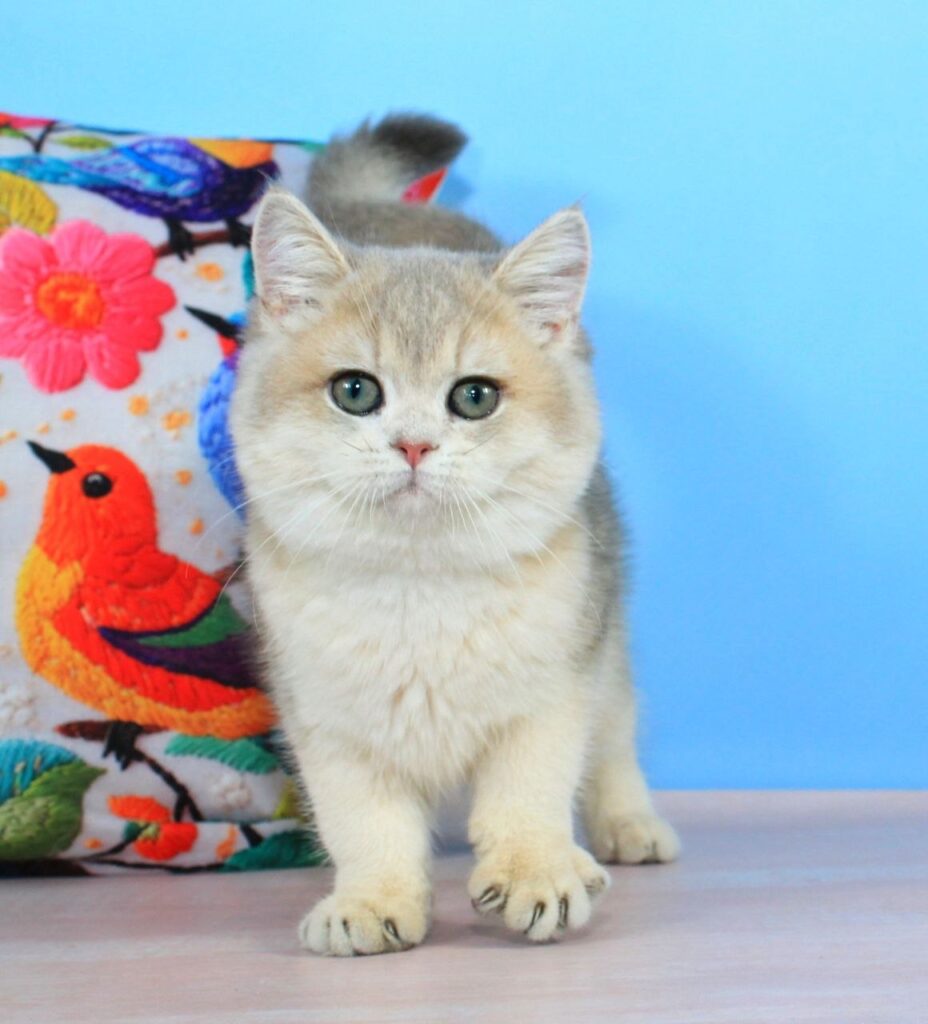 Tosha – Male
