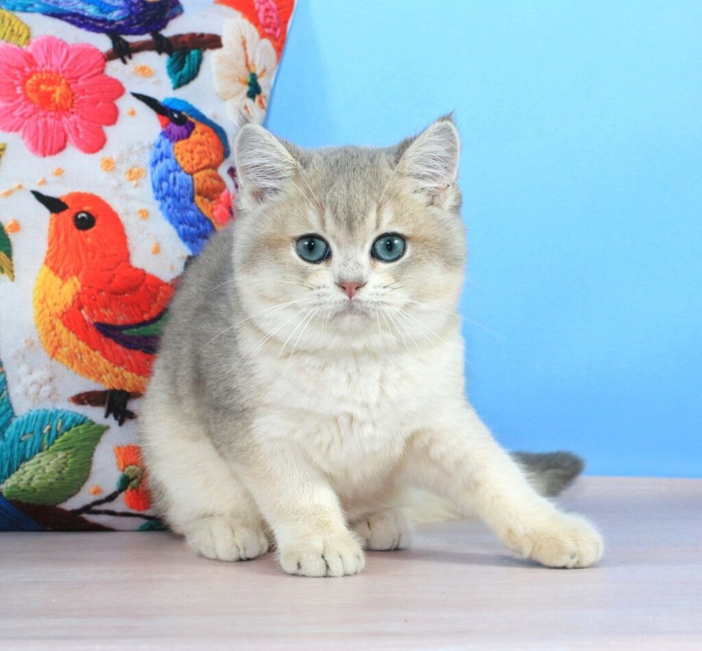 Timi – Male