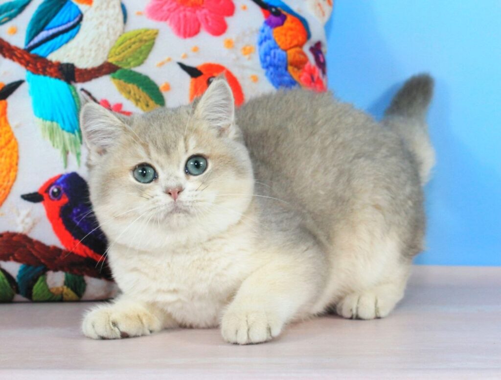Timi – Male