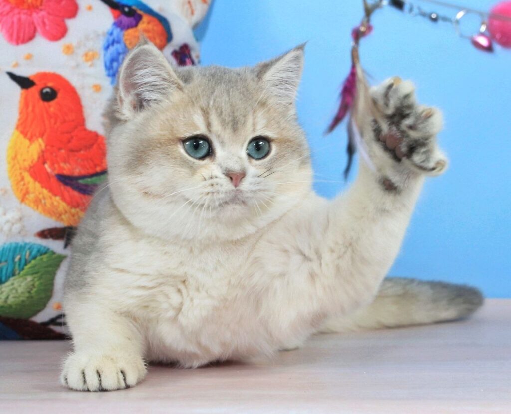 Timi – Male