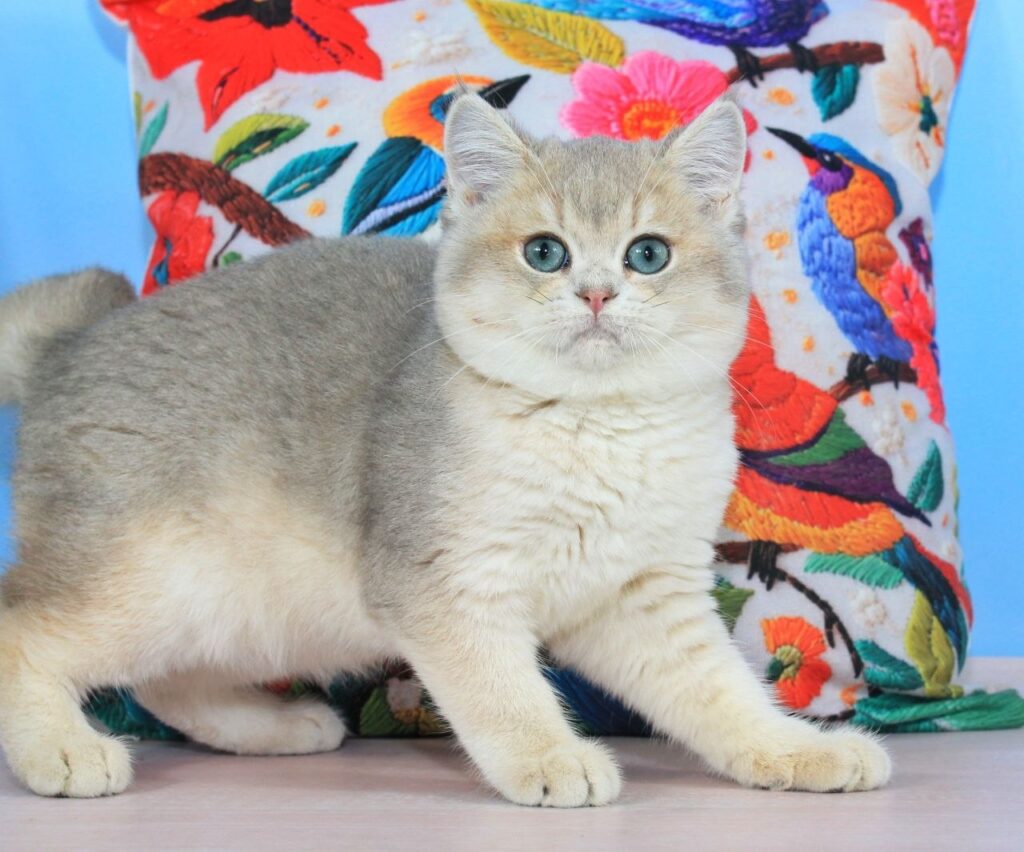 Timi – Male