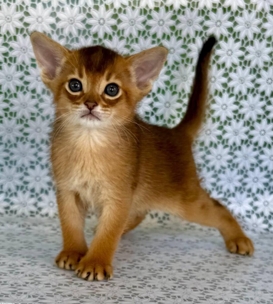 Halif – Male