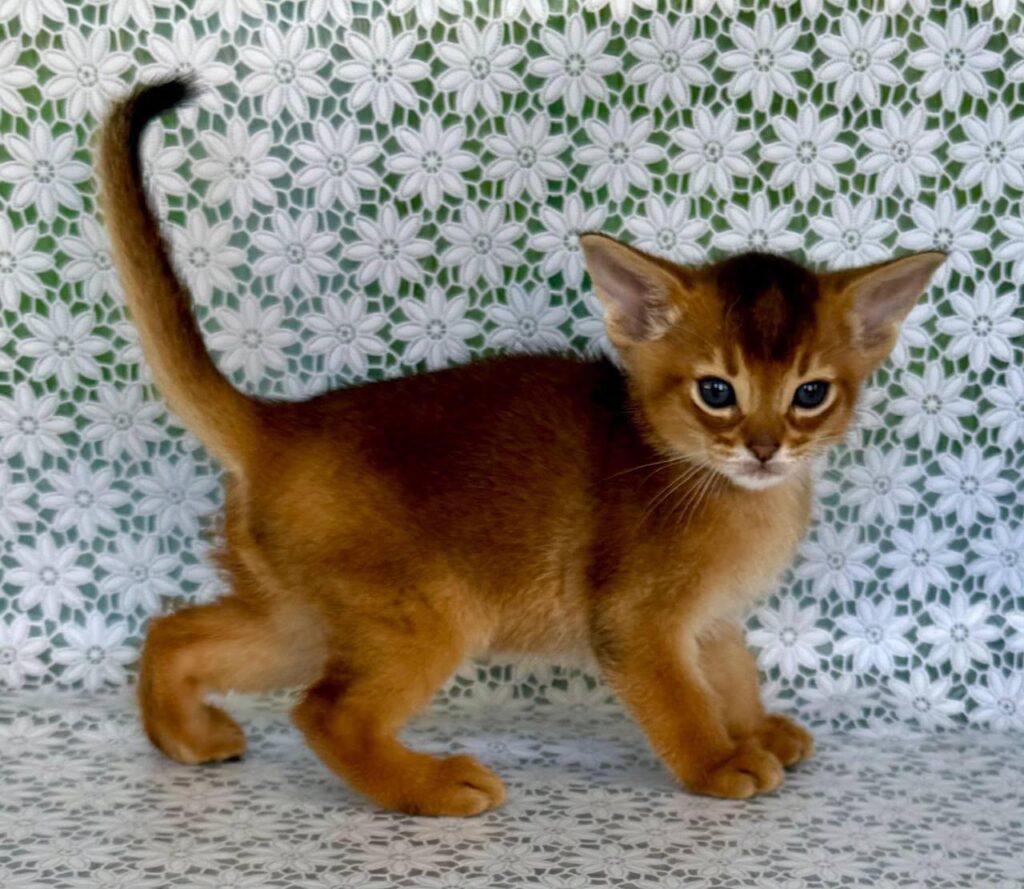 Halif – Male