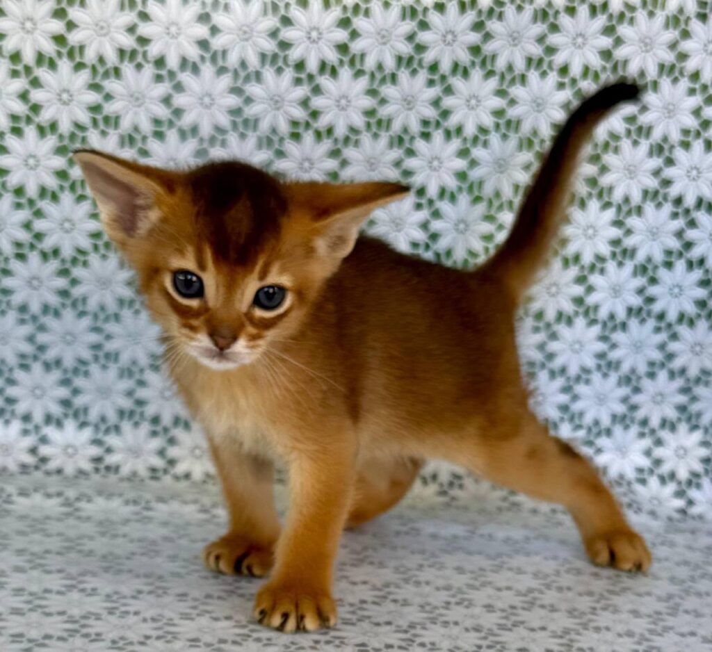 Halif – Male