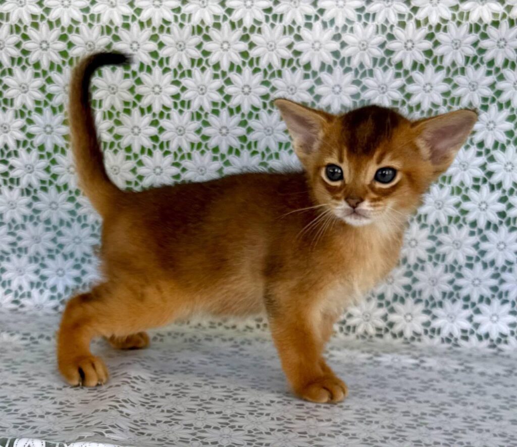 Halif – Male