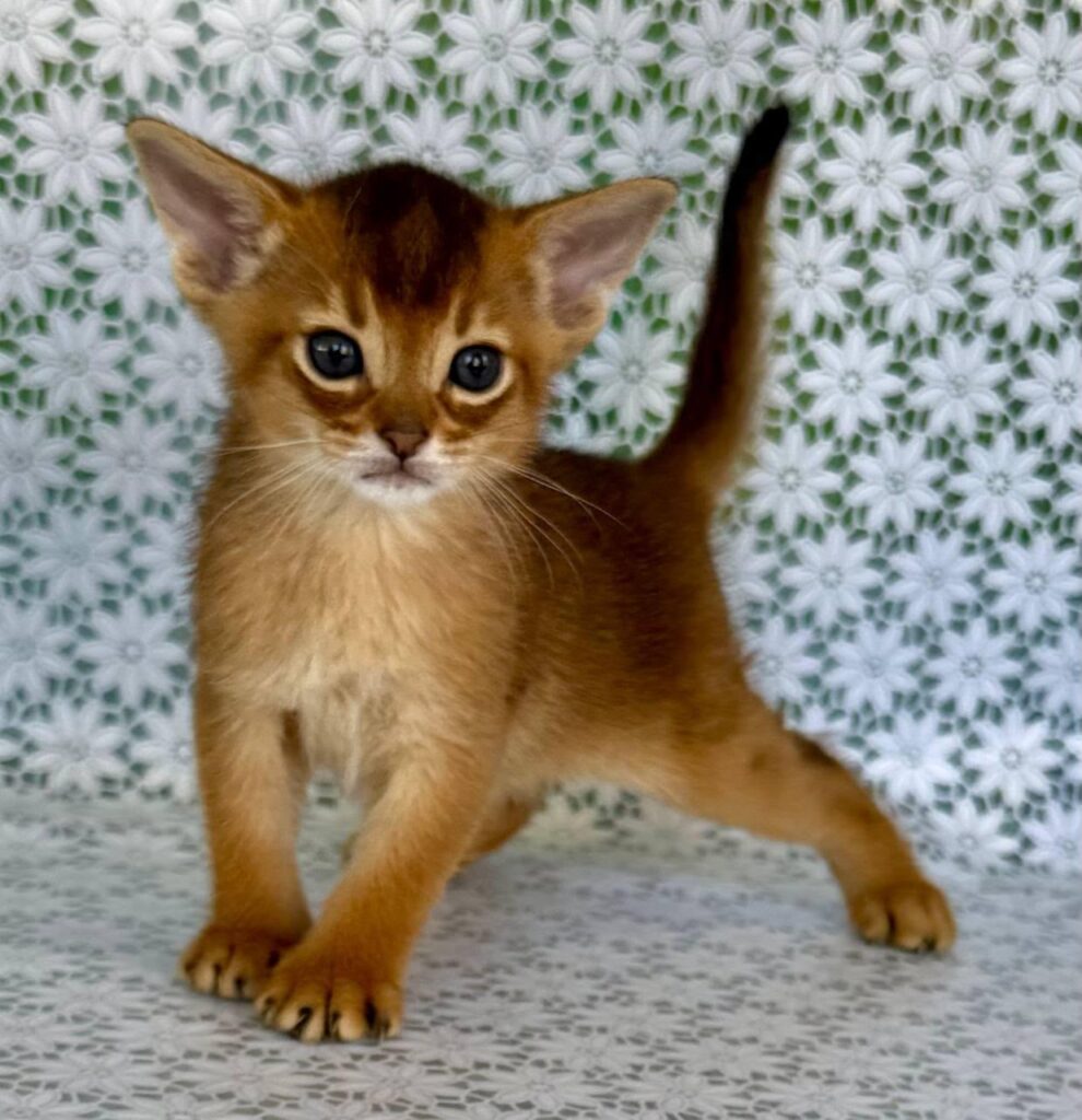 Halif – Male