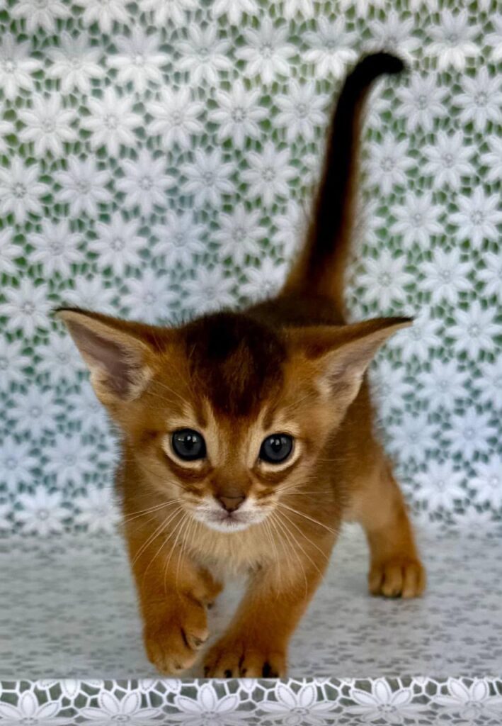 Halif – Male
