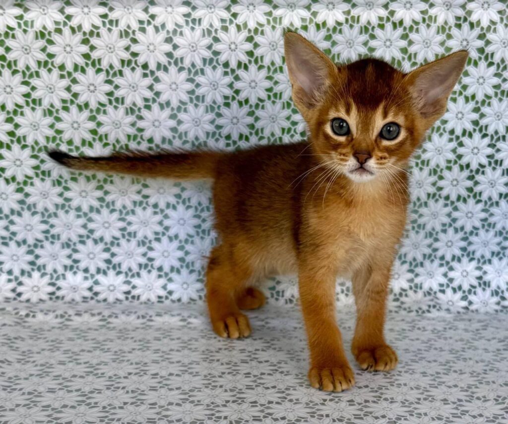 Hermes – Male