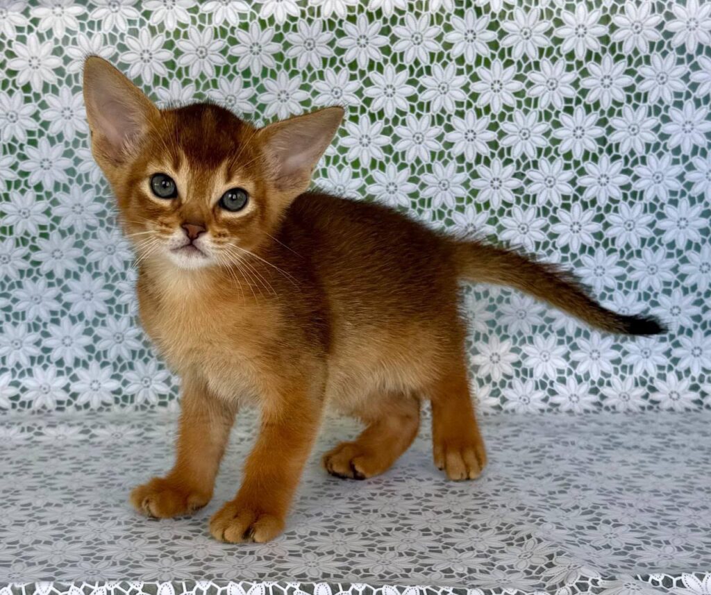 Hermes – Male