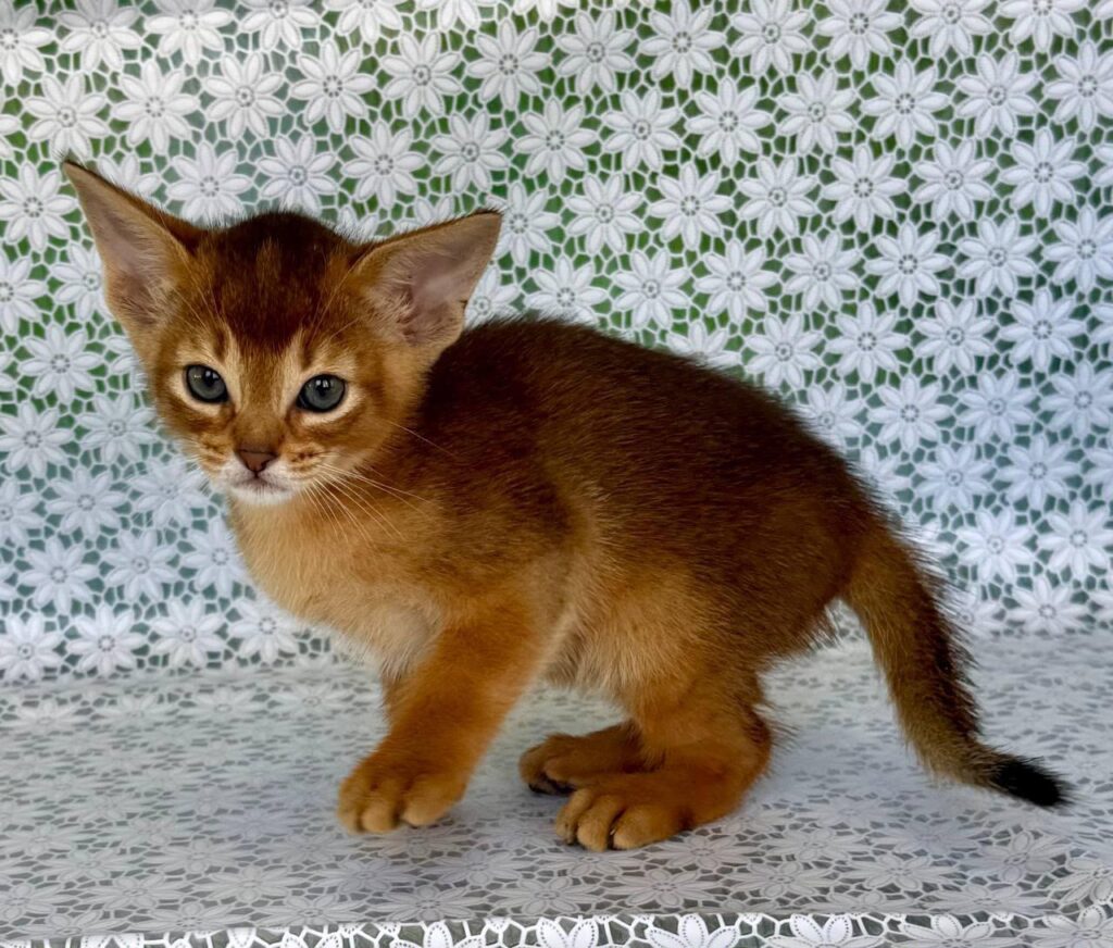 Hermes – Male