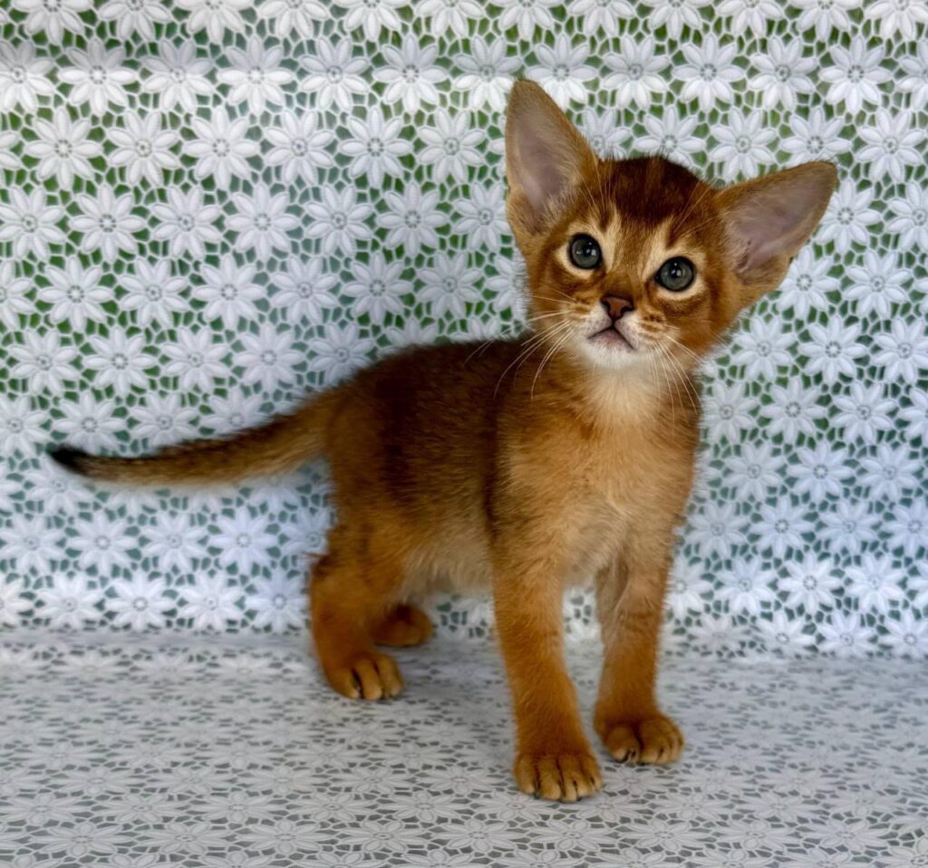 Hermes – Male