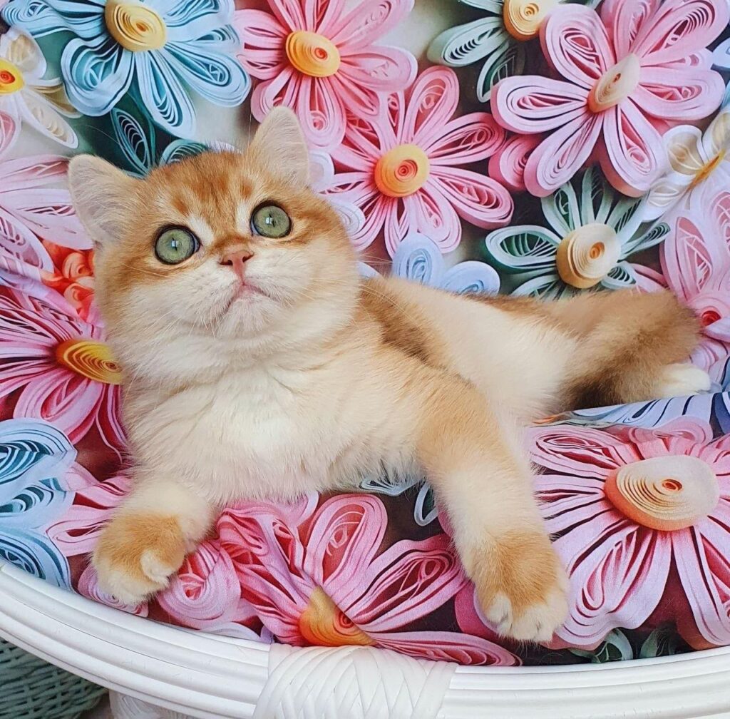 Vili – Male