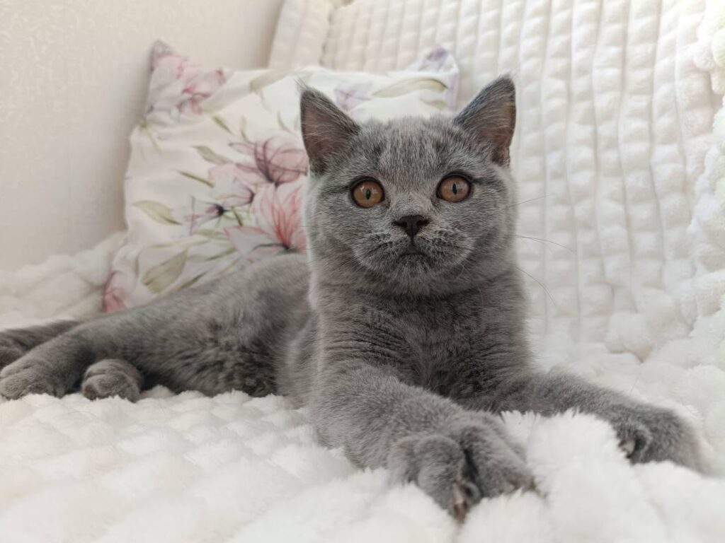 Wendy – Female
