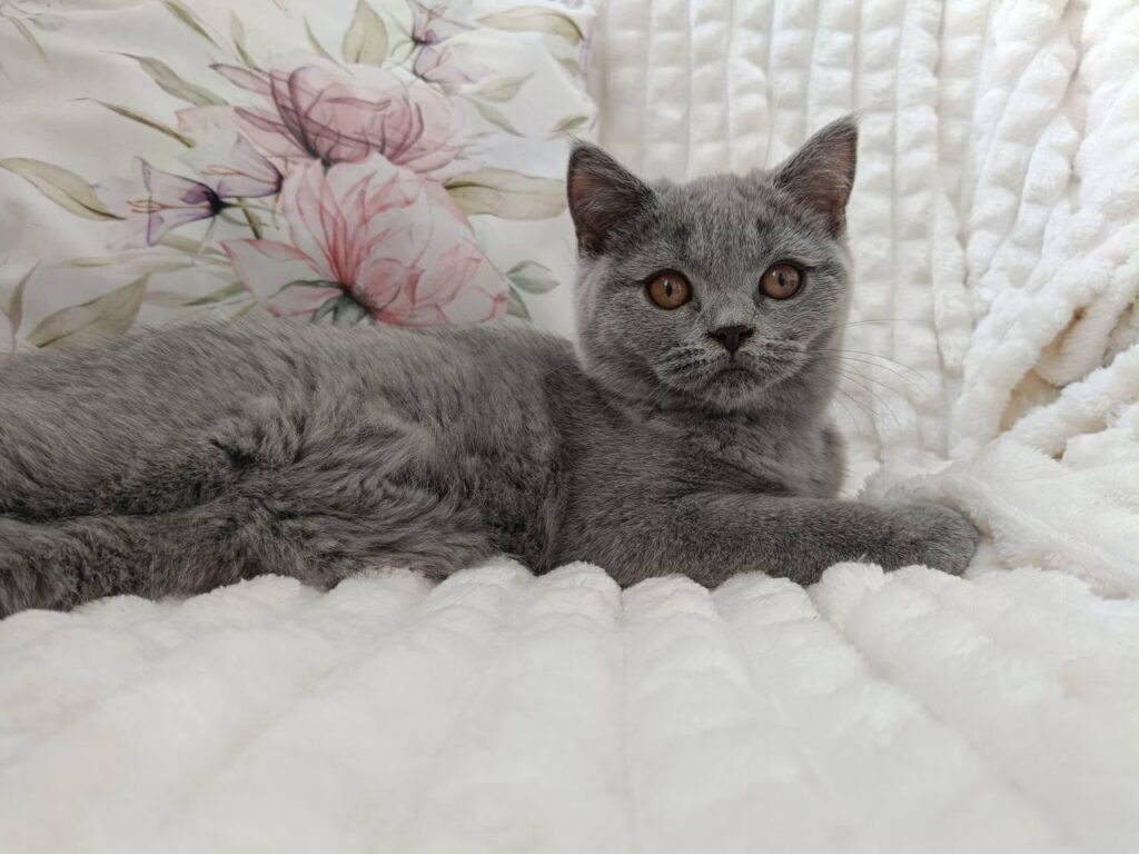 Wendy – Female