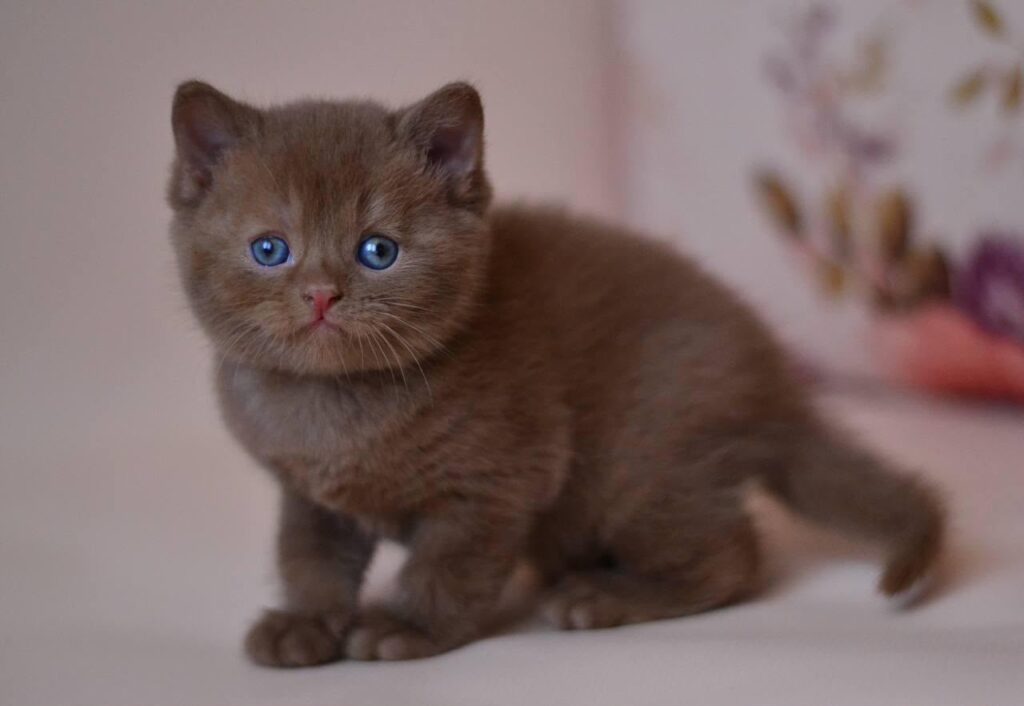 Juno – Male