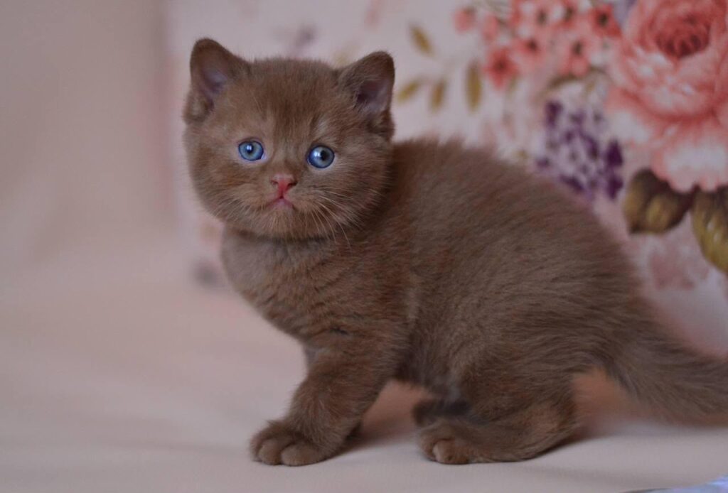 Juno – Male