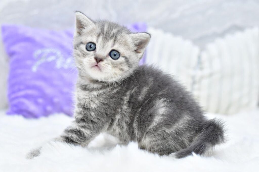 Lily – Female