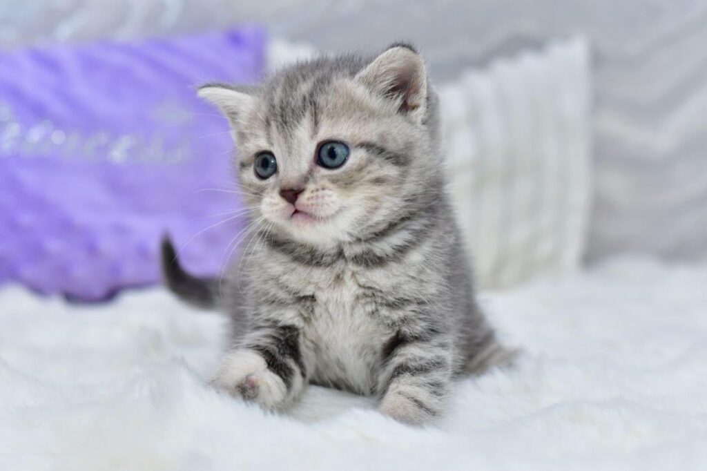 Lily – Female