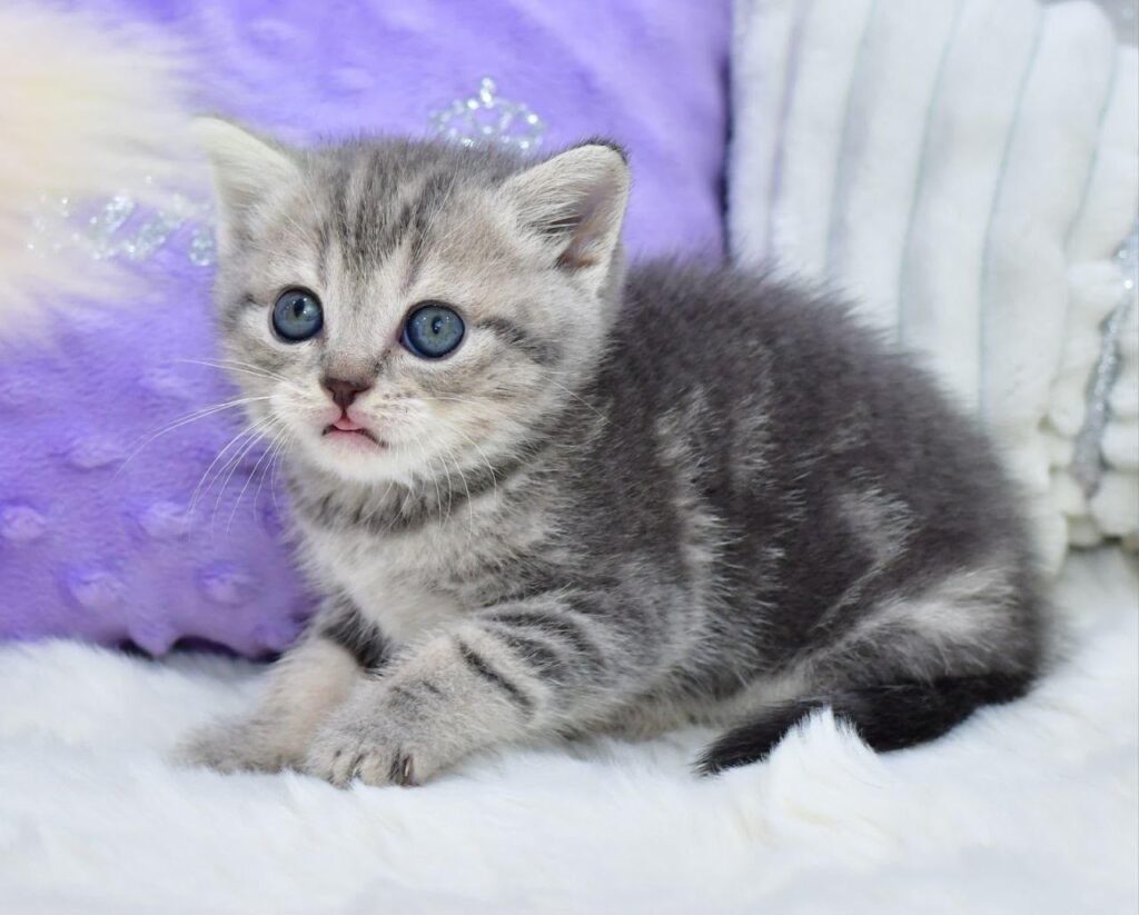 Lily – Female
