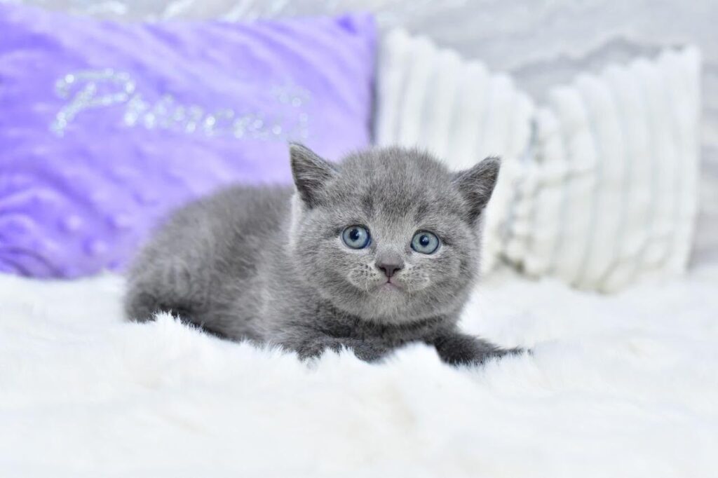 Liza – Female