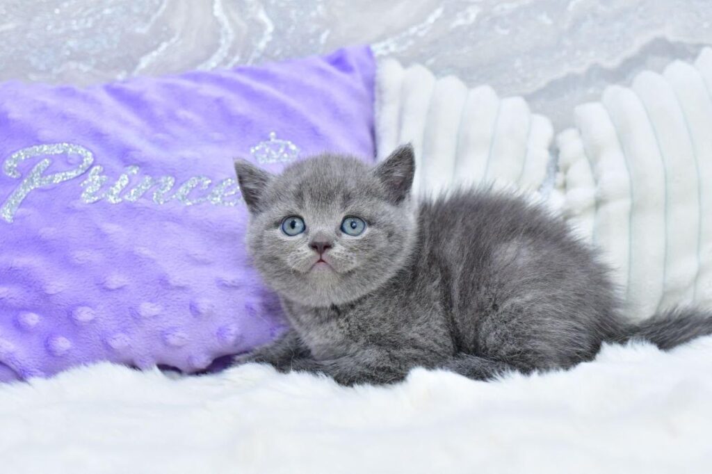 Liza – Female