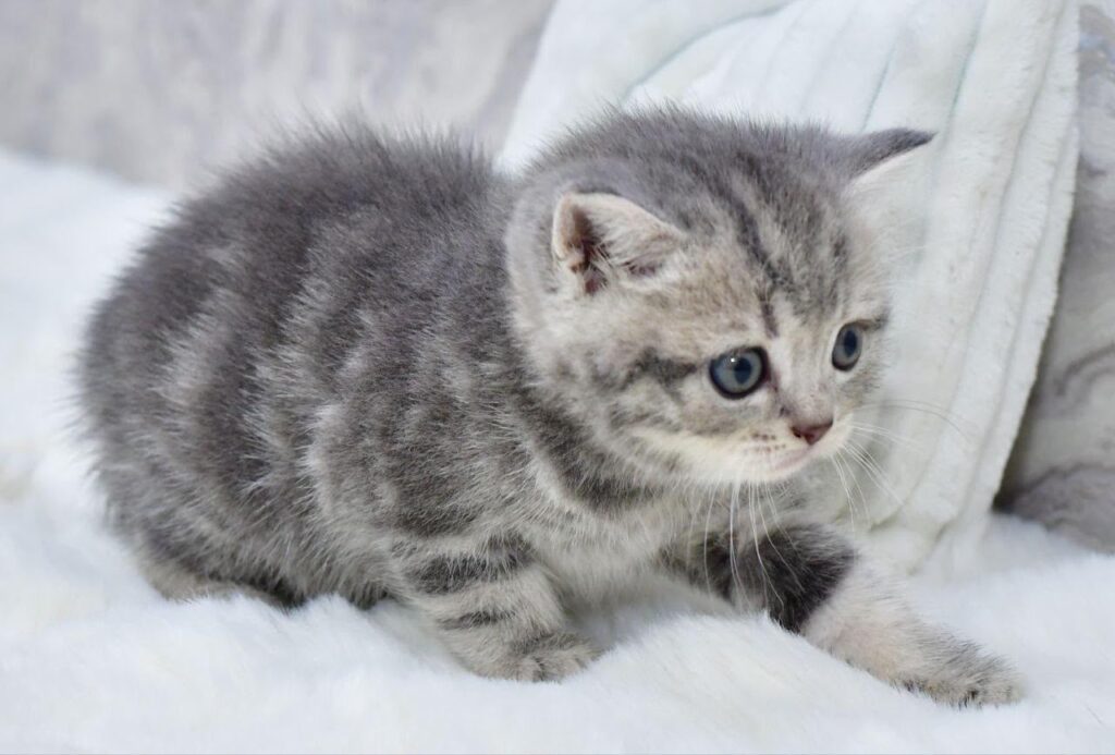 Laki – Male
