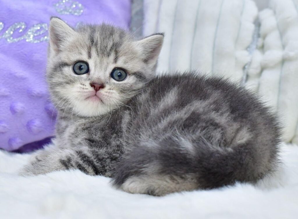Laki – Male