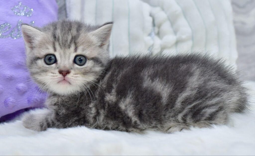Laki – Male