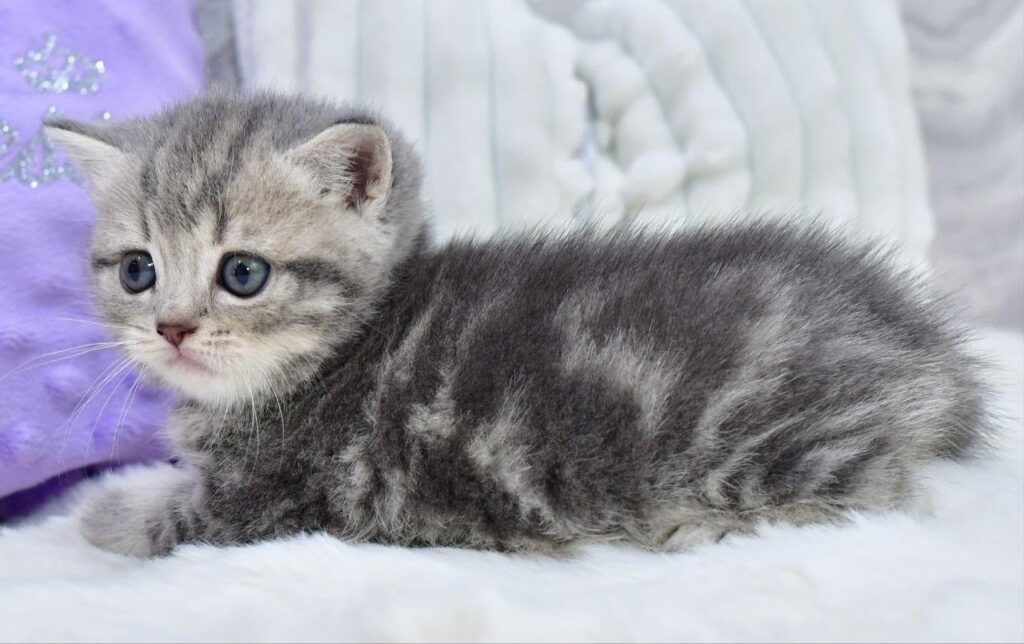 Laki – Male