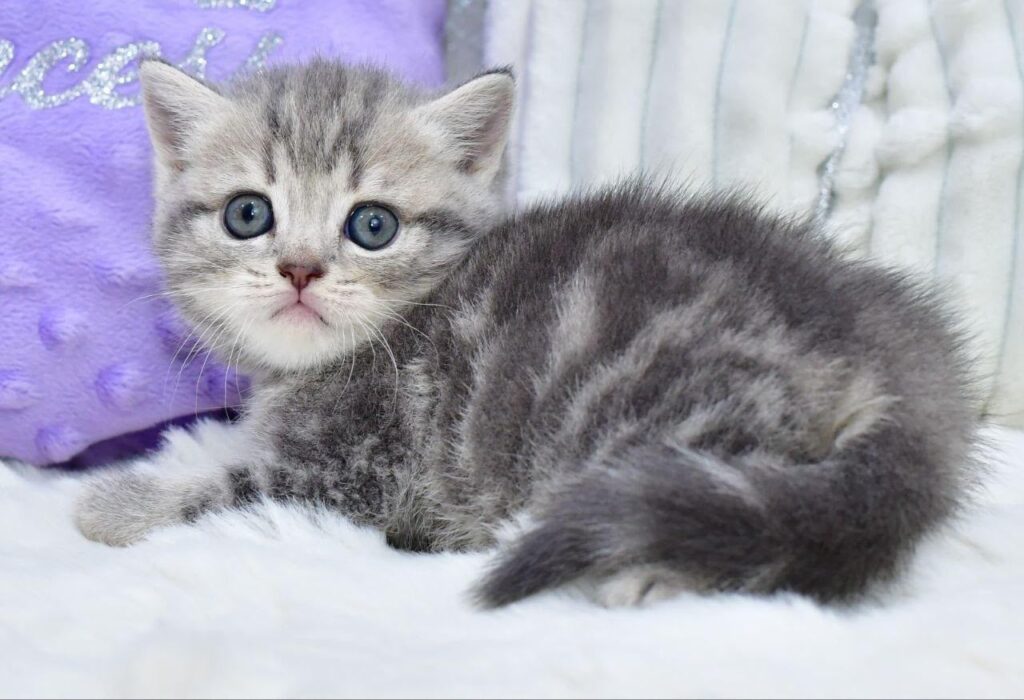 Laki – Male