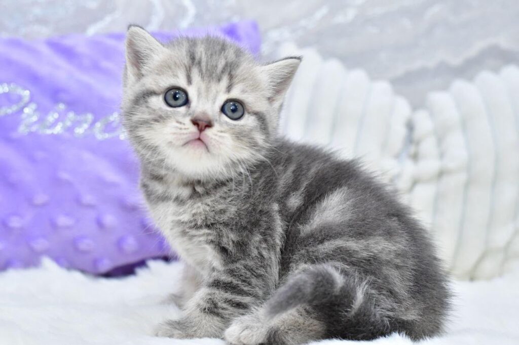 Laki – Male