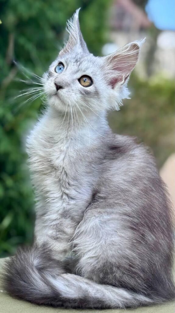 Twin – Male | Odd-eyed