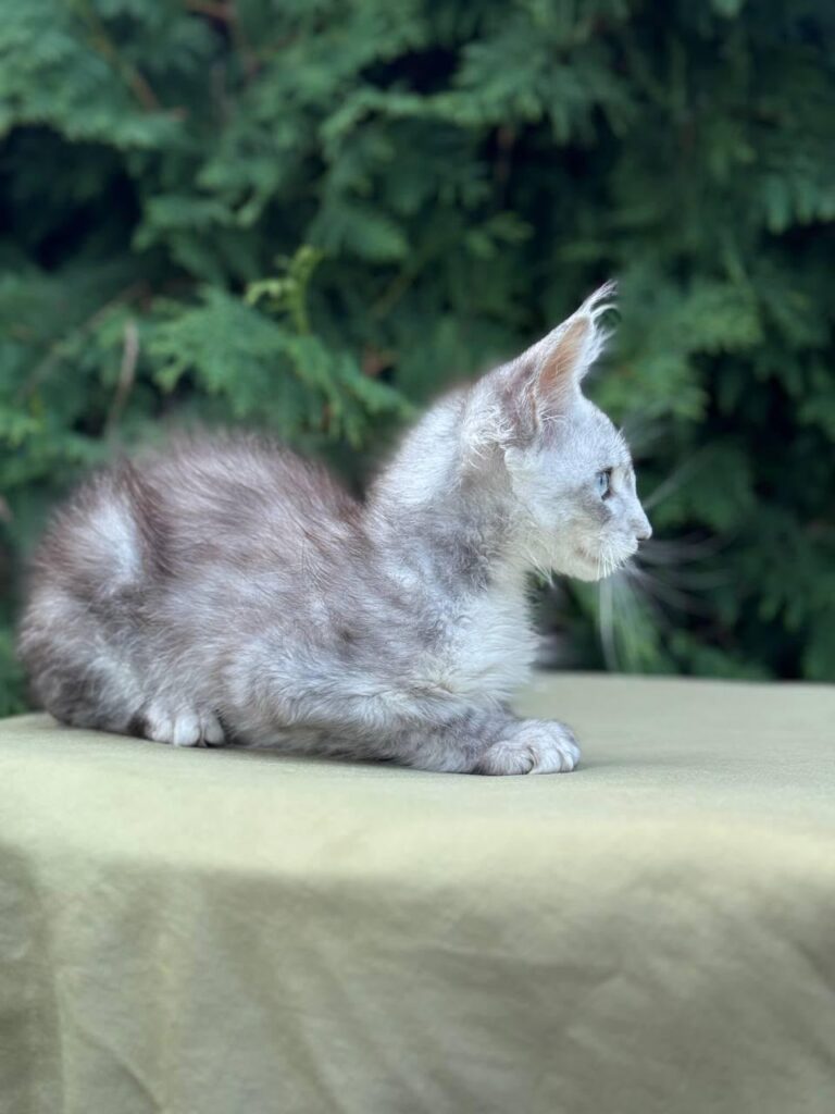 Twin – Male | Odd-eyed