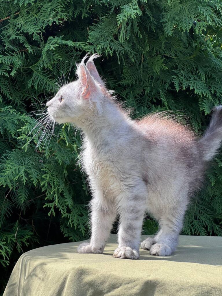 Twin – Male | Odd-eyed