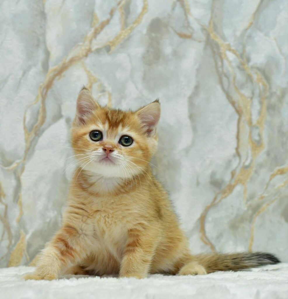 Moris – Male