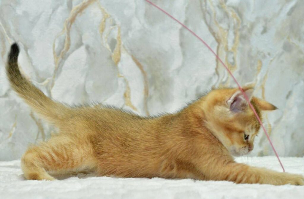 Moris – Male